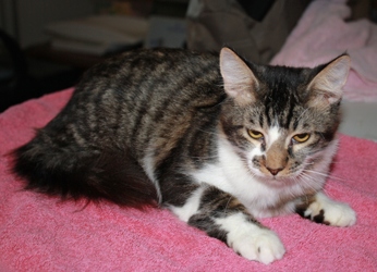 [picture of Cyrus FKA Giovanni, a Domestic Medium Hair brown tabby/white cat]