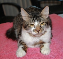 [picture of Cyrus FKA Giovanni, a Domestic Medium Hair brown tabby/white\ cat] 