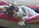 A picture of #NS04023: Norton AKA Fluffernutter a Domestic Long Hair brown tabby/white