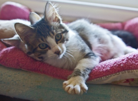 [picture of Norton AKA Fluffernutter, a Domestic Long Hair brown tabby/white\ cat] 
