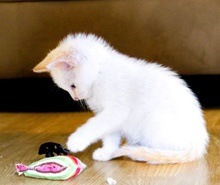 [another picture of Carmine, a Siamese/Domestic Short Hair-x flamepoint\ cat] 