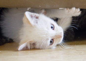 [picture of Carmine, a Siamese/Domestic Short Hair-x flamepoint cat]