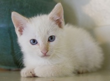 A picture of #NS04024: Carmine a Siamese/Domestic Short Hair-x flamepoint