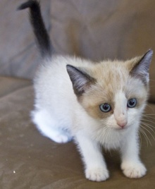 [another picture of Chelsea, a Siamese/Domestic Short Hair-x ragdoll\ cat] 