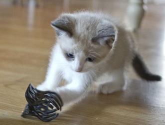 [picture of Chelsea, a Siamese/Domestic Short Hair-x ragdoll cat]