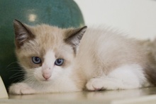 A picture of #NS04025: Chelsea a Siamese/Domestic Short Hair-x ragdoll