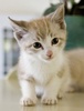 A picture of #NS04026: Casey a Siamese/Domestic Short Hair-x lynxpoint