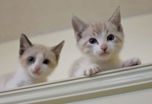 [another picture of Casey, a Siamese/Domestic Short Hair-x lynxpoint\ cat] 