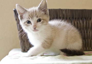 [picture of Casey, a Siamese/Domestic Short Hair-x lynxpoint cat]