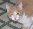 A picture of #NS04027: Pooh a Domestic Short Hair buff/white