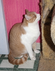 [picture of Pooh, a Domestic Short Hair buff/white cat]