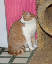 [picture of Pooh, a Domestic Short Hair buff/white cat]