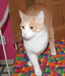 [picture of Pooh, a Domestic Short Hair buff/white cat]