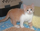 [picture of Pooh, a Domestic Short Hair buff/white cat]