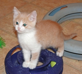 [picture of Pooh, a Domestic Short Hair buff/white cat]