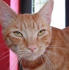 A picture of #NS04028: Archie a Domestic Short Hair orange tabby