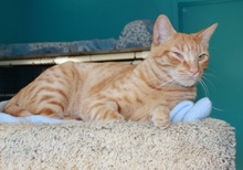 [another picture of Archie, a Domestic Short Hair orange tabby\ cat] 