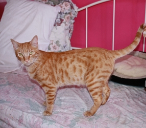 [picture of Archie, a Domestic Short Hair orange tabby cat]