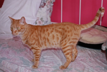 [picture of Archie, a Domestic Short Hair orange tabby cat]