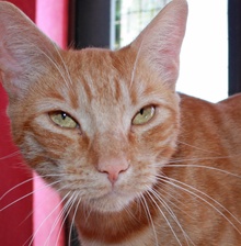 [picture of Archie, a Domestic Short Hair orange tabby cat]