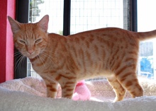 [picture of Archie, a Domestic Short Hair orange tabby cat]