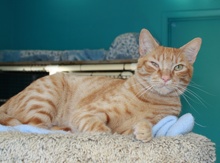 [picture of Archie, a Domestic Short Hair orange tabby\ cat] 