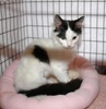 A picture of #NS04029: Bunny Fluff a Domestic Medium Hair white/black