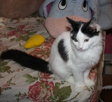 [another picture of Bunny Fluff, a Domestic Medium Hair white/black\ cat] 