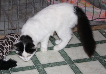 [picture of Bunny Fluff, a Domestic Medium Hair white/black cat]