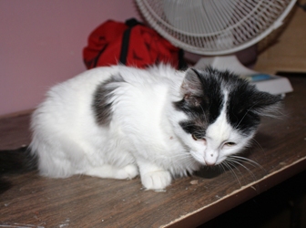 [picture of Bunny Fluff, a Domestic Medium Hair white/black cat]