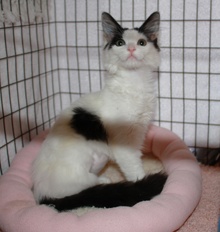 [picture of Bunny Fluff, a Domestic Medium Hair white/black cat]