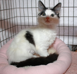 [picture of Bunny Fluff, a Domestic Medium Hair white/black cat]