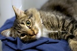 A picture of #NS04030: Sparkle a Domestic Medium Hair tabby/white