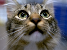 [another picture of Sparkle, a Domestic Medium Hair tabby/white\ cat] 