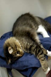 [picture of Sparkle, a Domestic Medium Hair tabby/white cat]