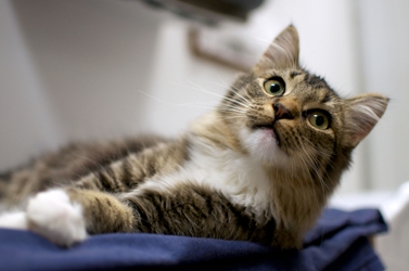 [picture of Sparkle, a Domestic Medium Hair tabby/white cat]