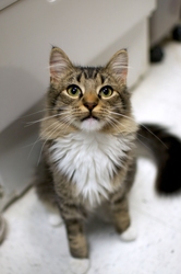 [picture of Sparkle, a Domestic Medium Hair tabby/white cat]