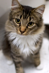 [picture of Sparkle, a Domestic Medium Hair tabby/white cat]