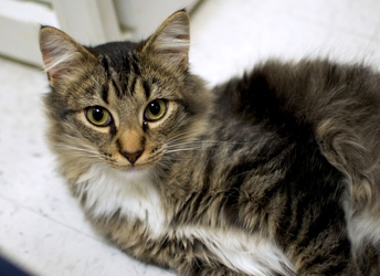 [picture of Sparkle, a Domestic Medium Hair tabby/white cat]