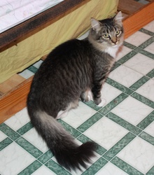 [picture of Sparkle, a Domestic Medium Hair tabby/white cat]