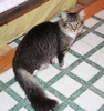 [picture of Sparkle, a Domestic Medium Hair tabby/white cat]