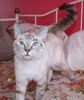 A picture of #NS04031: C.C. a Siamese/Domestic Short Hair-x lynx point