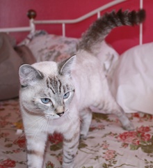 [another picture of C.C., a Siamese/Domestic Short Hair-x lynx point\ cat] 