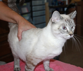 [picture of C.C., a Siamese/Domestic Short Hair-x lynx point cat]