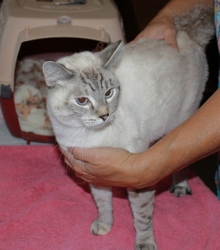 [picture of C.C., a Siamese/Domestic Short Hair-x lynx point cat]