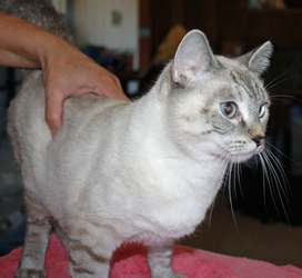 [picture of C.C., a Siamese/Domestic Short Hair-x lynx point cat]