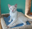 A picture of #NS04032: Milo a Siamese/Domestic Short Hair-x flamepoint