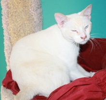 [another picture of Milo, a Siamese/Domestic Short Hair-x flamepoint\ cat] 