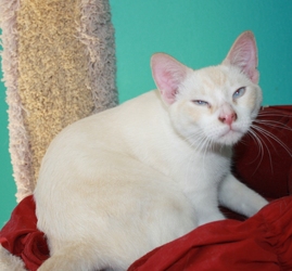 [picture of Milo, a Siamese/Domestic Short Hair-x flamepoint cat]