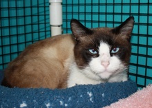 [another picture of Chai, a Snowshoe brown/tan/white\ cat] 